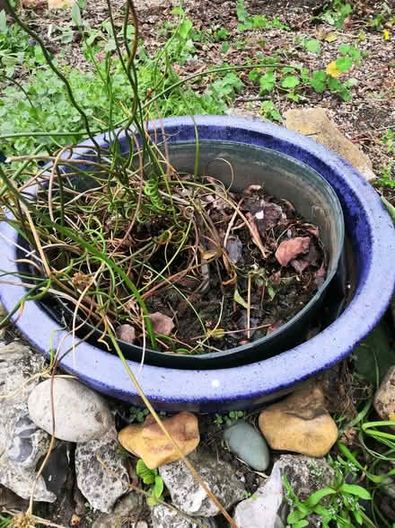 Photo of free Small water feature (Grandpont OX1) #1