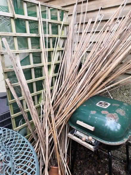 Photo of free Used bamboo canes (Grandpont OX1) #1