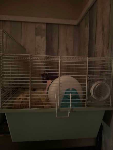 Photo of free Dwarf hamster + cage / accessories (tf10) #3