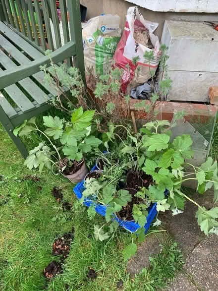 Photo of free Plants (NR2) #1