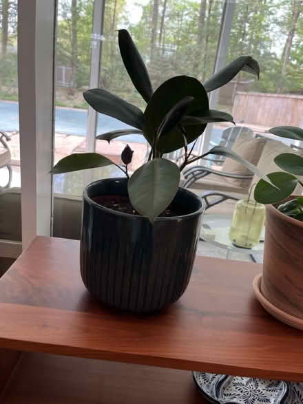 Photo of free Live plants (Mantua) #4