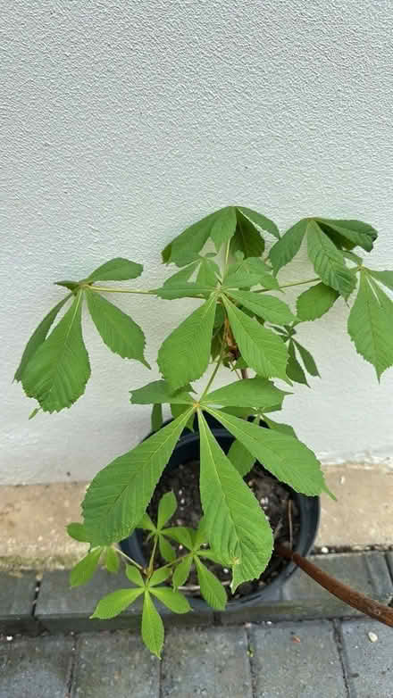 Photo of free Chestnut Tree - Seedlings (Shirley CR0) #1