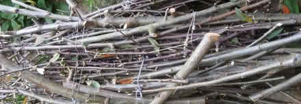 Photo of free Firewood - Kindling (IP5) #1