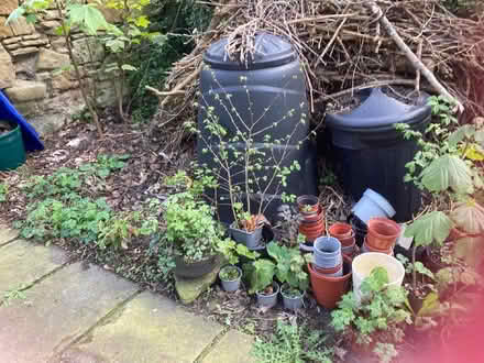 Photo of free Tree saplings (Marchmont EH9) #3