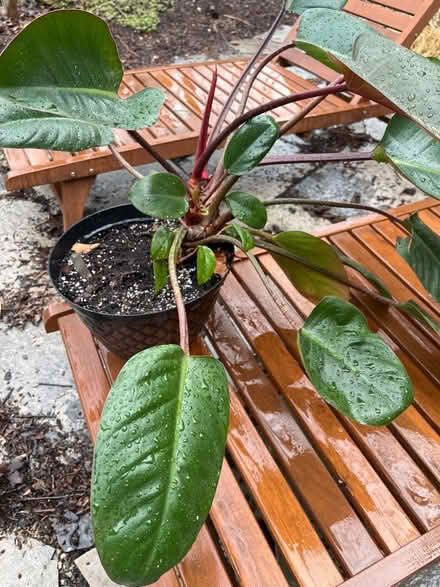 Photo of free House plant (Downtown Guelph) #1