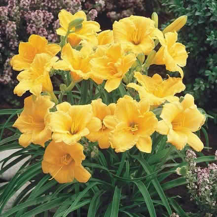 Photo of free Stela de ora Daylilies (9 Tangly Ct Bolingbrook) #1