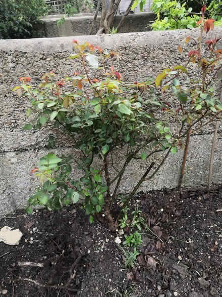 Photo of free Pink rambling rose (Grandpont OX1) #1