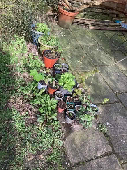 Photo of free Tree saplings (Marchmont EH9) #1