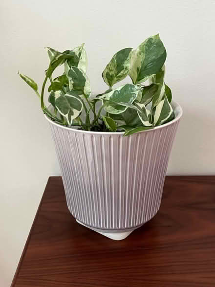 Photo of free Live plants (Mantua) #2