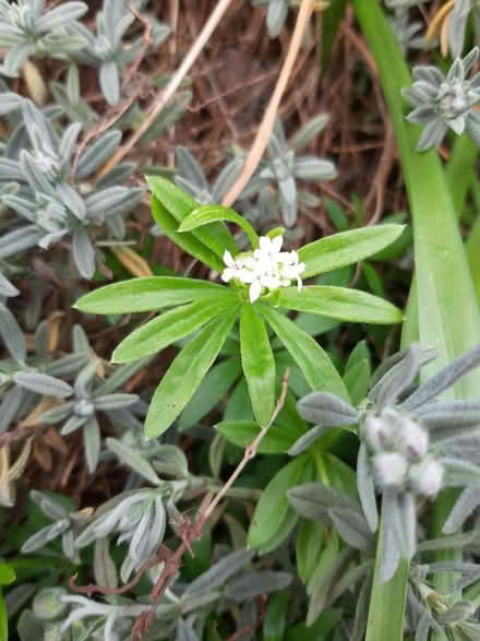 Photo of free Woodruff (Whitemoor NG8) #1