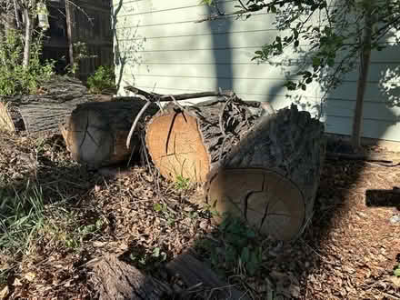 Photo of free Wood for splitting firewood (Edgewater) #2