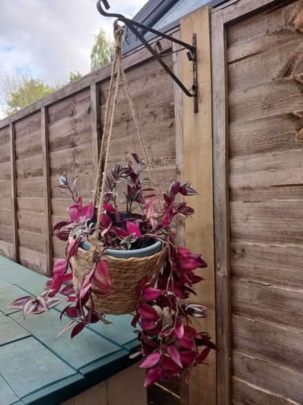 Photo of free Trailing plant (Henlow SG16) #1