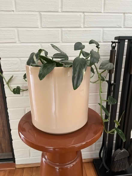 Photo of free Live plants (Mantua) #3