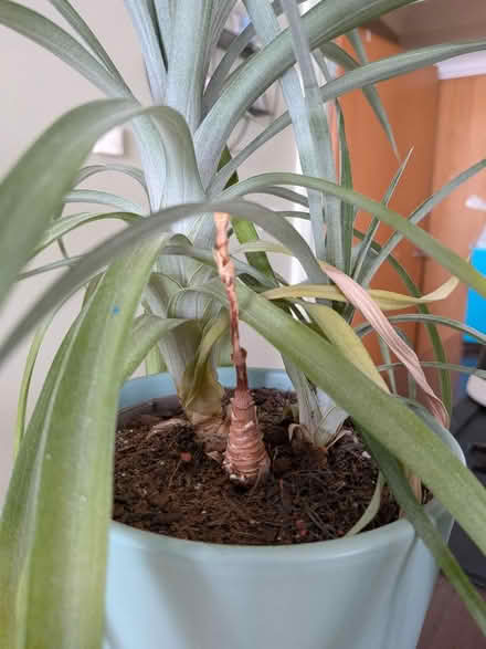 Photo of free Pineapple plant (RH19) #2