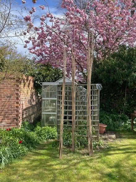 Photo of free Bamboo (Formby L37) #1