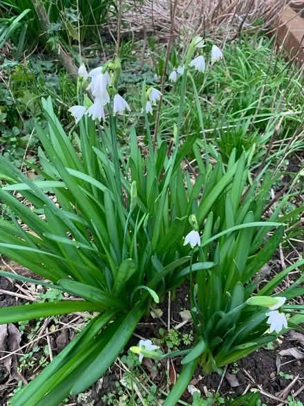 Photo of free Garden plant (Hollingdean BN1) #1