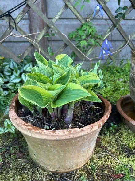 Photo of free Hosta Plant and Lychnis Plant (The Folders Lane Estate RH15) #2