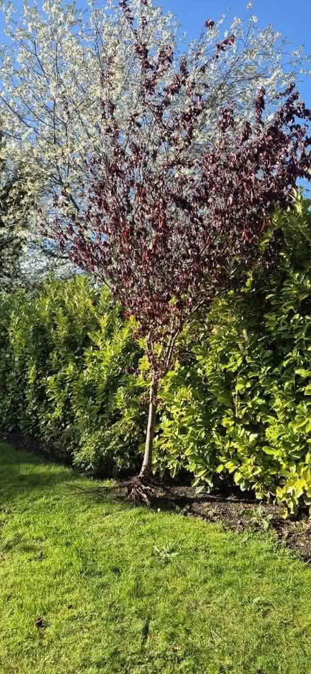 Photo of free Cherry blossom tree 🌳 (Rainhill L35) #2