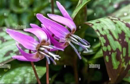 Photo of Dogs tooth violet (Kendal LA9) #1