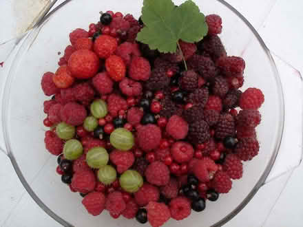 Photo of free Frozen fruit (Jesmond) #1