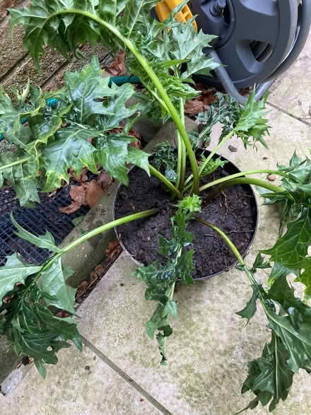 Photo of free acanthus plant (Catton NR6) #1