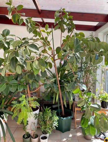 Photo of Garden plants (Sundridge Park BR1) #1