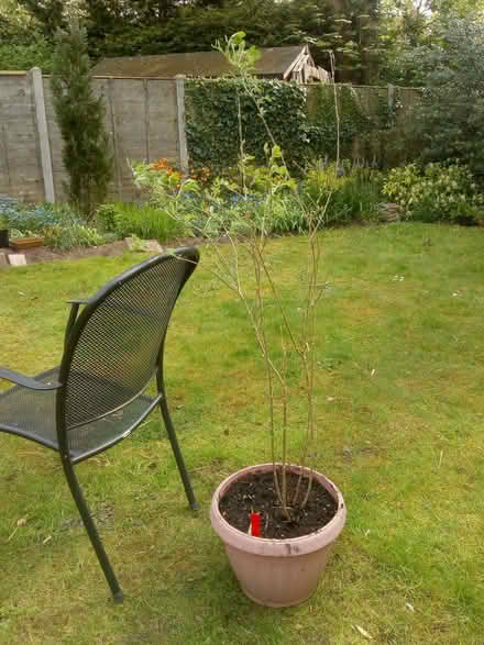 Photo of free Shrub collutea (Taverham NR8) #1