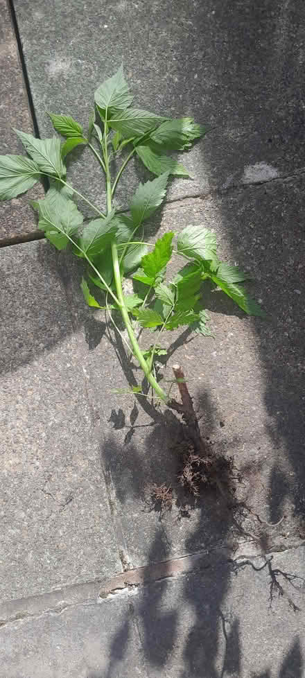 Photo of free raspberry plant (Cowley OX4) #1
