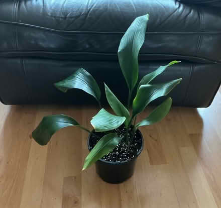 Photo of free Aspidistra (Whiston) #1