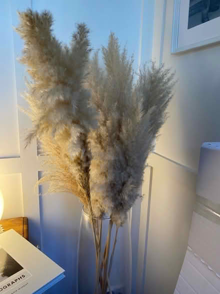 Photo of free Pampas Grass Stems (Woodley RG5) #1