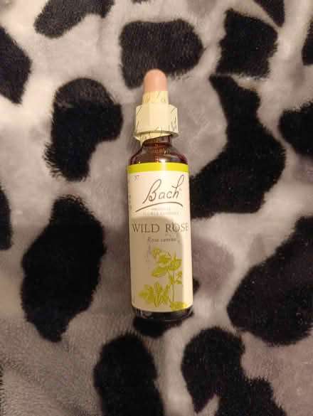 Photo of free Wild rose flower (Nw41 by Nw41by) #1