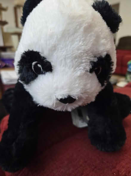 Photo of free Ikea Panda Teddy (Reading RG30) #1