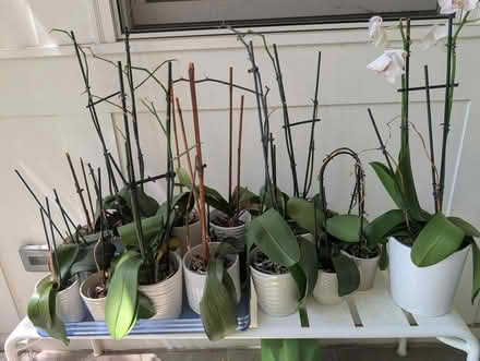 Photo of free Orchids in 20015 (Chevy Chase DC 20015) #1