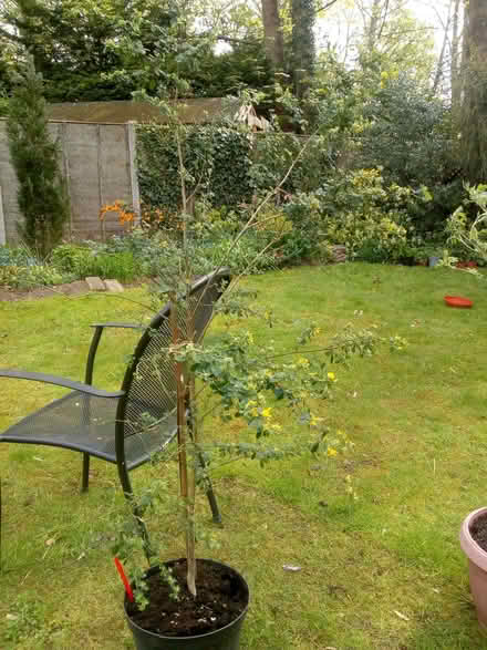 Photo of free Shrub Coronilla glauca (Taverham NR8) #1