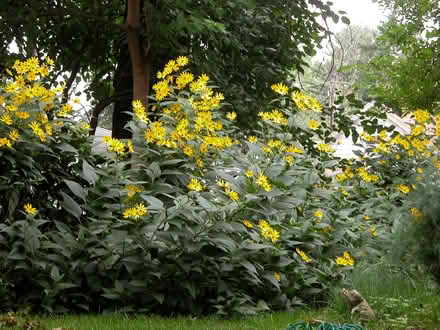 Photo of free Sunchoke/Sunroot Tubers/Artichoke (Airport Hwy/South St.) #1