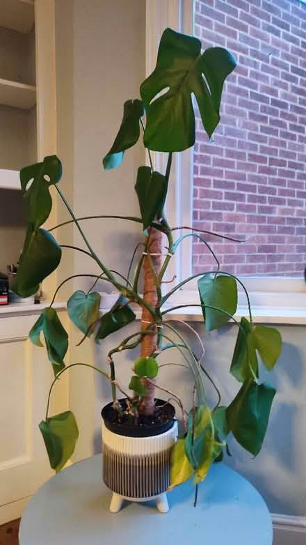 Photo of free Monstera houseplant needs new home (Earlsdon CV5) #1