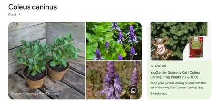 Photo of Coleus Canina Plant/ Cat repellant (Sandy SG19) #1