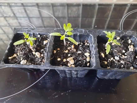 Photo of free 3 seedling tomatoes (Morden SM4) #1