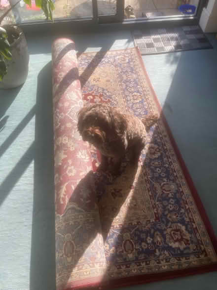 Photo of free Large red rug (Whitstable, CT5) #3