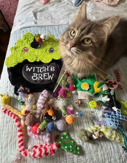 Photo of free cat toys (used) (Davis Sq) #1