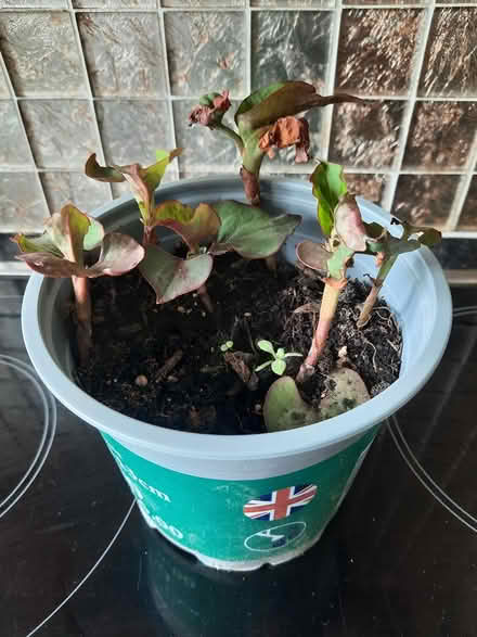 Photo of free Houttuynia (Morden SM4) #3