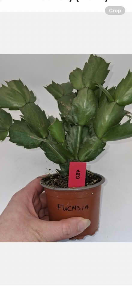 Photo of free 2 Christmas cactus indoor plants (Southdown BA2) #1