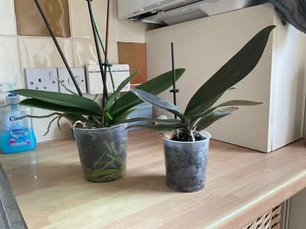 Photo of free Potted orchids (North Walsham NR28) #1
