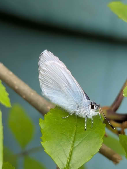 Photo of free 7ft tall European Ash Tree (Portslade by Sea BN41) #2