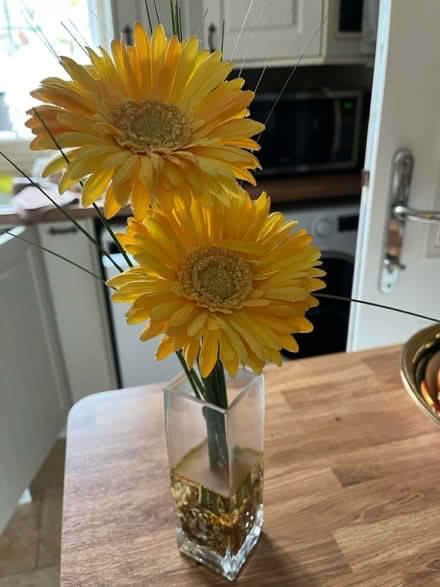 Photo of free Gerbera (Hemel Hempstead) #1