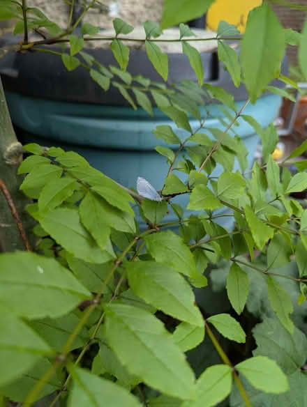 Photo of free 7ft tall European Ash Tree (Portslade by Sea BN41) #1
