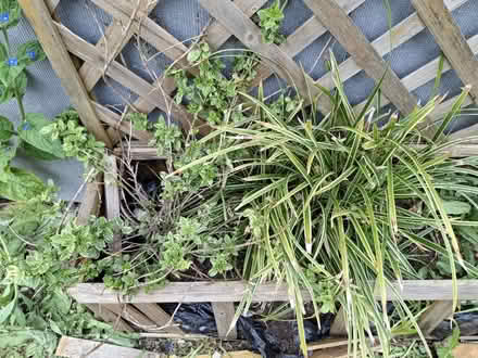 Photo of free Trellis and plants (Hanworth TW13) #2