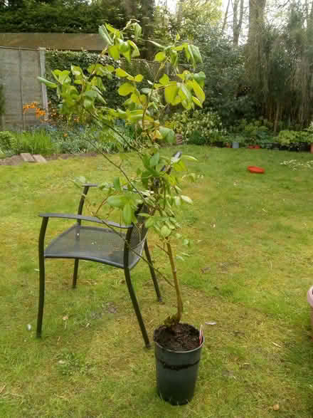 Photo of free Rose Rhapsody in Blue (Taverham NR8) #1