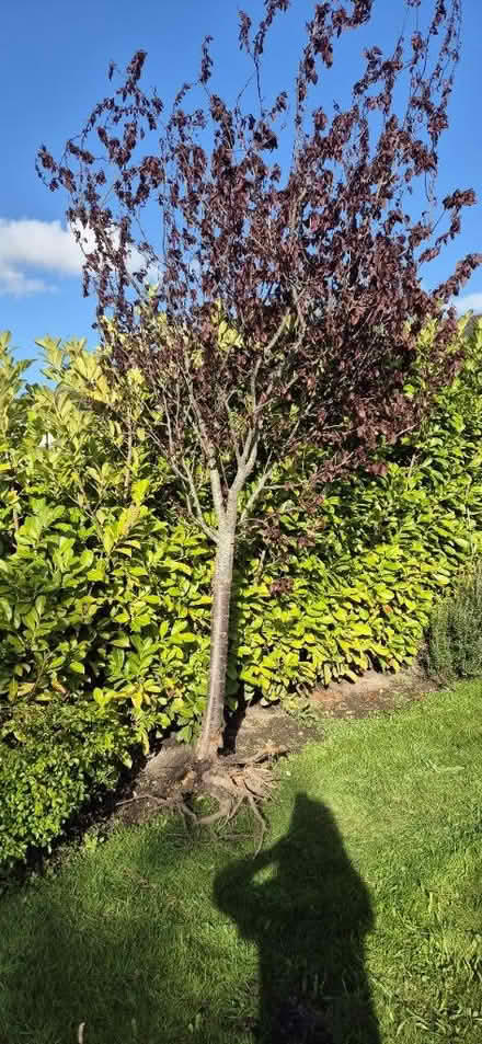 Photo of free Cherry blossom tree 🌳 (Rainhill L35) #1