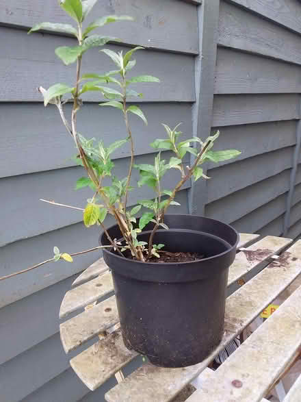 Photo of free Buddleia Sapling (Sands, High Wycombe, HP12) #1